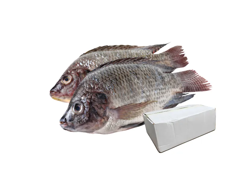 Tilapia Box