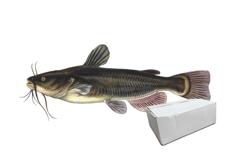 CatFish Box