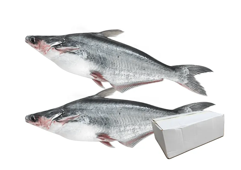 Panga/Malangua Box